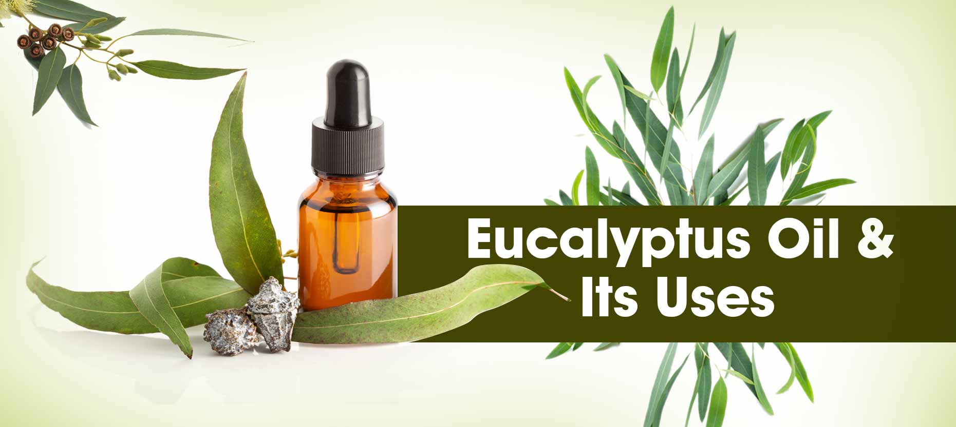 Eucalyptus Oil & Its Uses