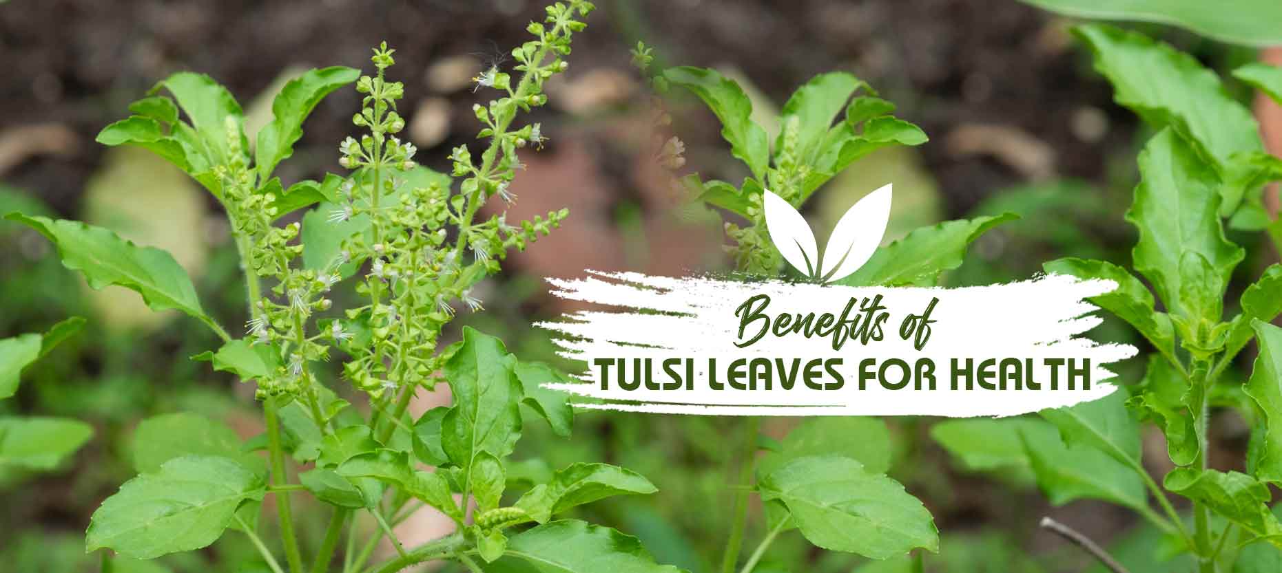 Benefits of Tulsi Leaves for Health