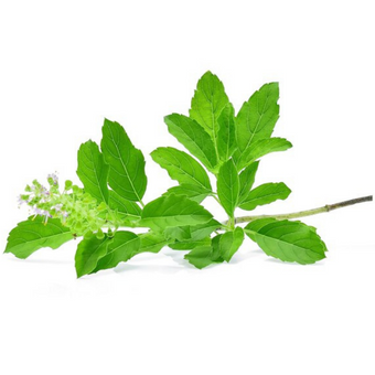 tulsi leaves