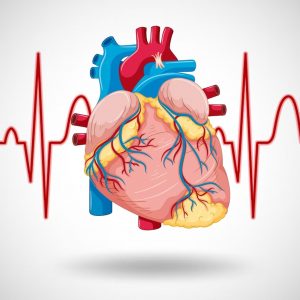 Improves cardiovascular health