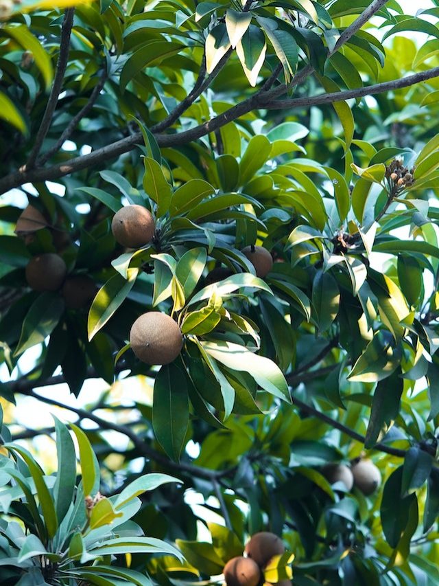 Health Benefits of Chikoo Fruit