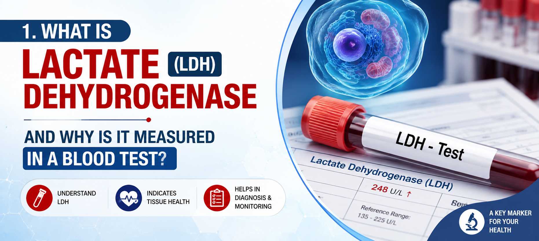 What is Lactate Dehydrogenase(LDH) and Why Is It Measured in a Blood Test